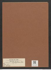Surirella leptoptera Ehr. (de-Toni-Nr.: Genus 53, Species 2223) Zeichnungen Sammlung Grunow Mappe 02448 (Herbarium_W_Grunow_drawings_Folder_02448)